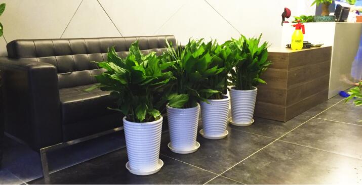 辦公室擺放發財樹需要注意什麼風水事項