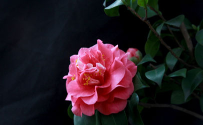 客廳掛傘什麼意思？室內撐傘會犯忌諱嗎？