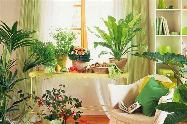 卧室擺放風水植物要訣
