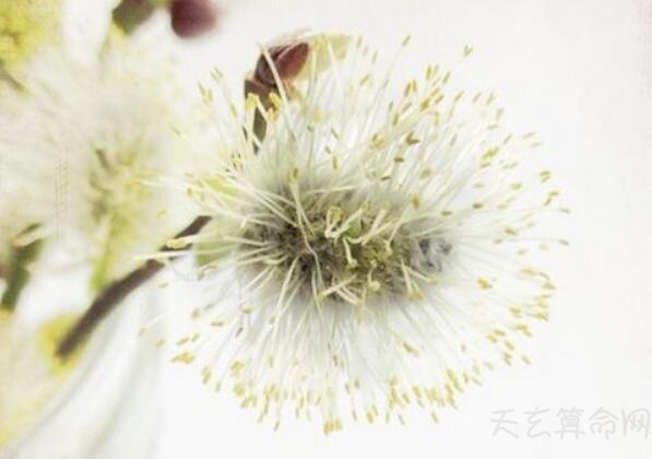 1月10日生日書性格運勢簡析 實際 對金錢態度嚴謹