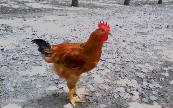 屬雞人出生日命運是哪些 十三出生的人最吉祥