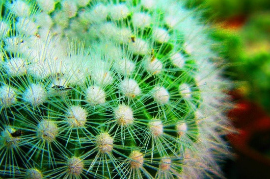 適合睡房養的植物排名