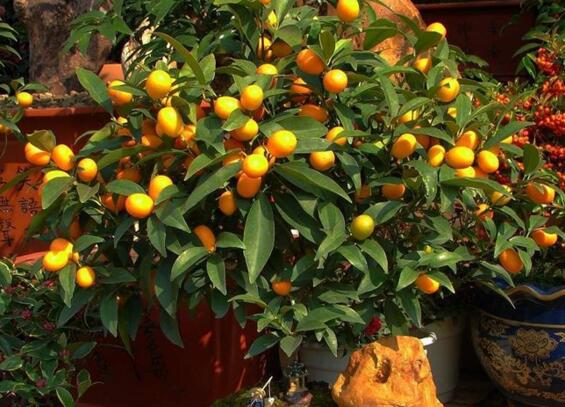 大廳放什麼植物最旺財