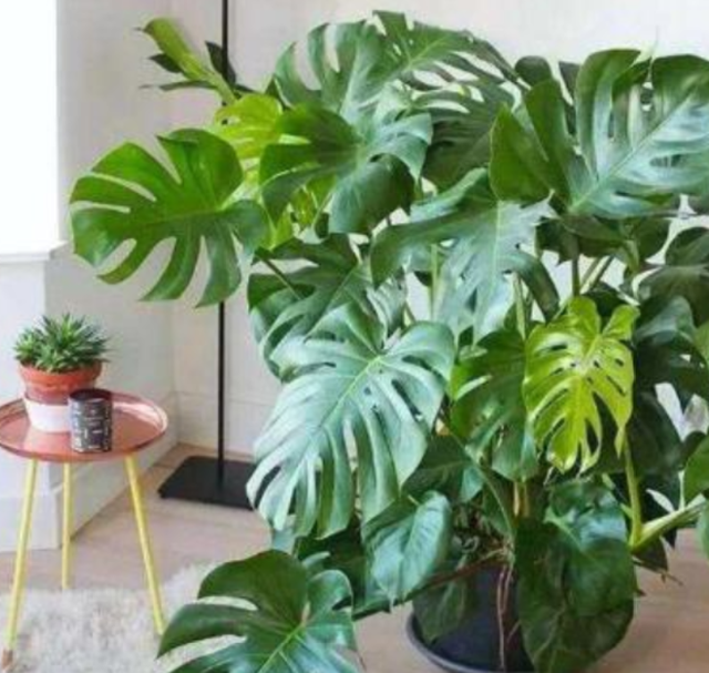 客廳放什麼植物最好養