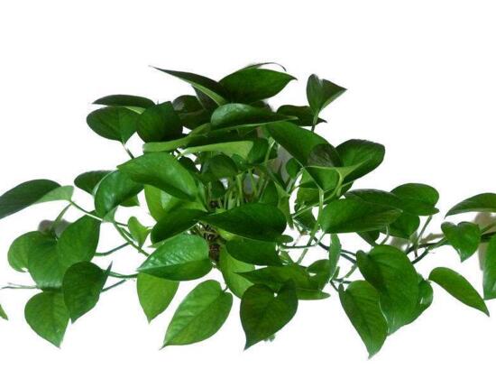 什麼植物凈化空氣最好