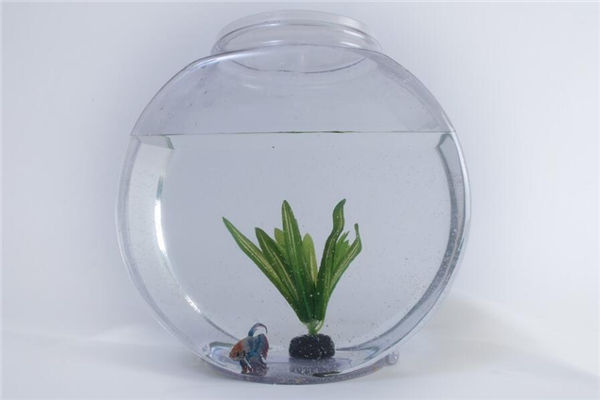 客廳魚缸擺放風水