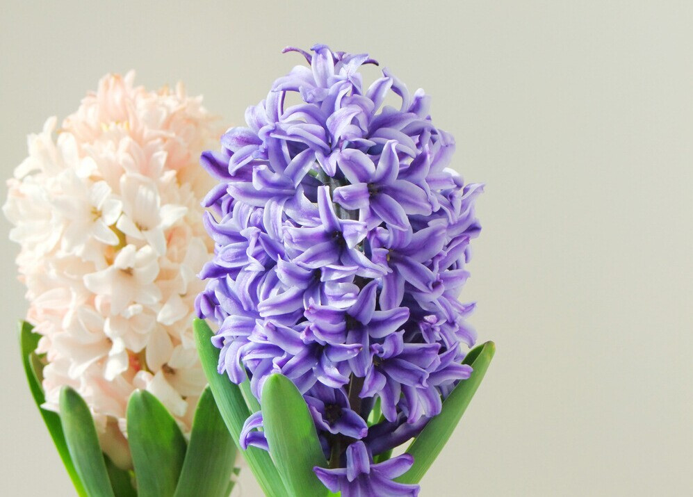 辦公室養殖風信子招財嗎？適合養殖寬葉植物嗎？