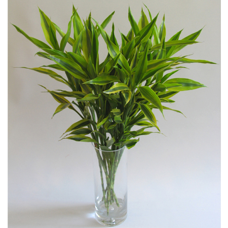 家居風水植物擺設那個方位風水好