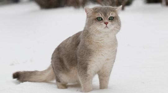為什麼說養貓防鬼 養貓有啥禁忌