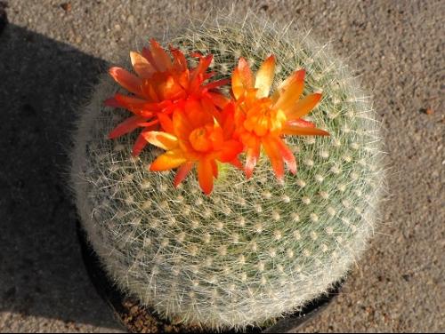 仙人球的花語是什麼,將愛情進行到底