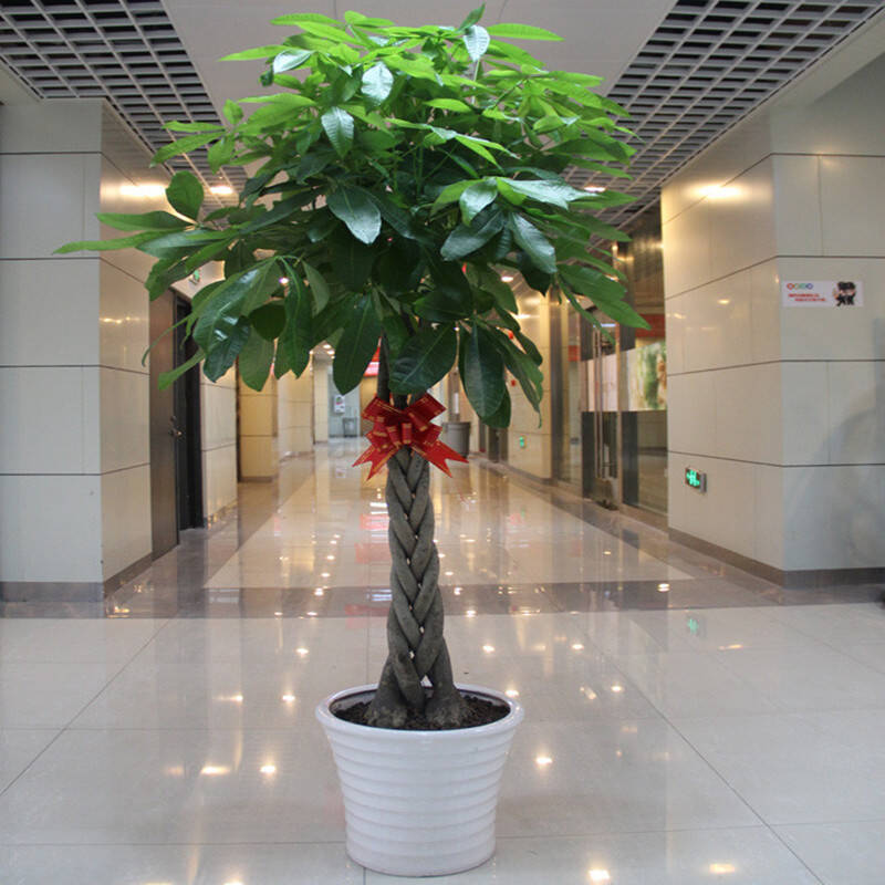 辦公室擺放發財樹需要注意什麼風水事項