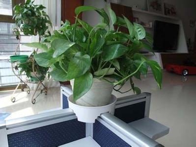 辦公室植物擺放