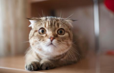 別人家的貓上門吉利嗎 貓上門是福兆