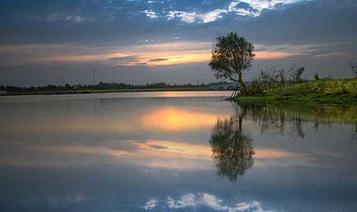 發財樹對於增加財運真的有用嗎?