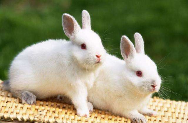 生肖兔在2019年辦公室風水朝向,怎麼布局風水好?