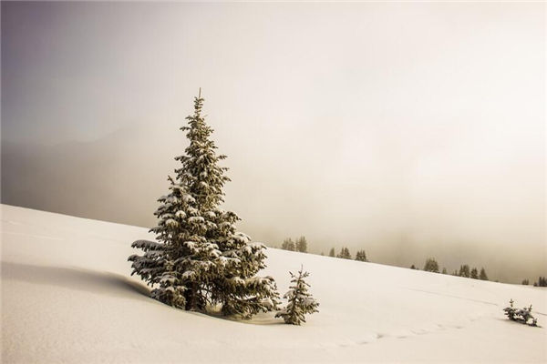 搖錢樹擺在家裡什麼位置好