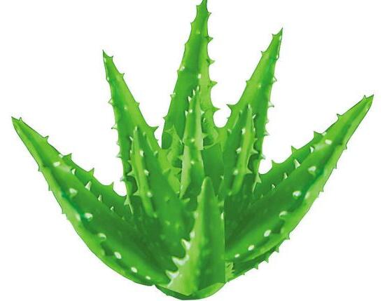 什麼植物凈化空氣最好