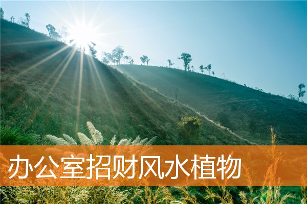 辦公室招財風水植物