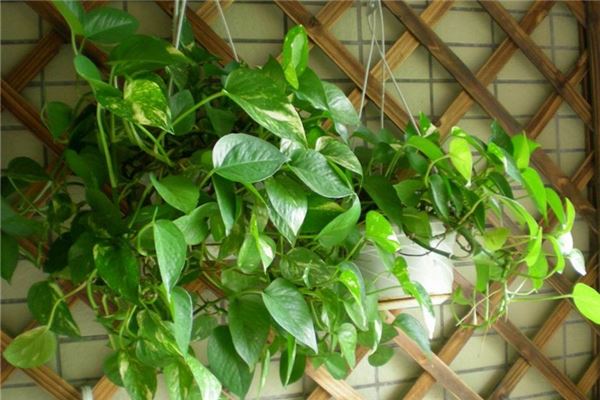 卧室擺放風水植物要訣