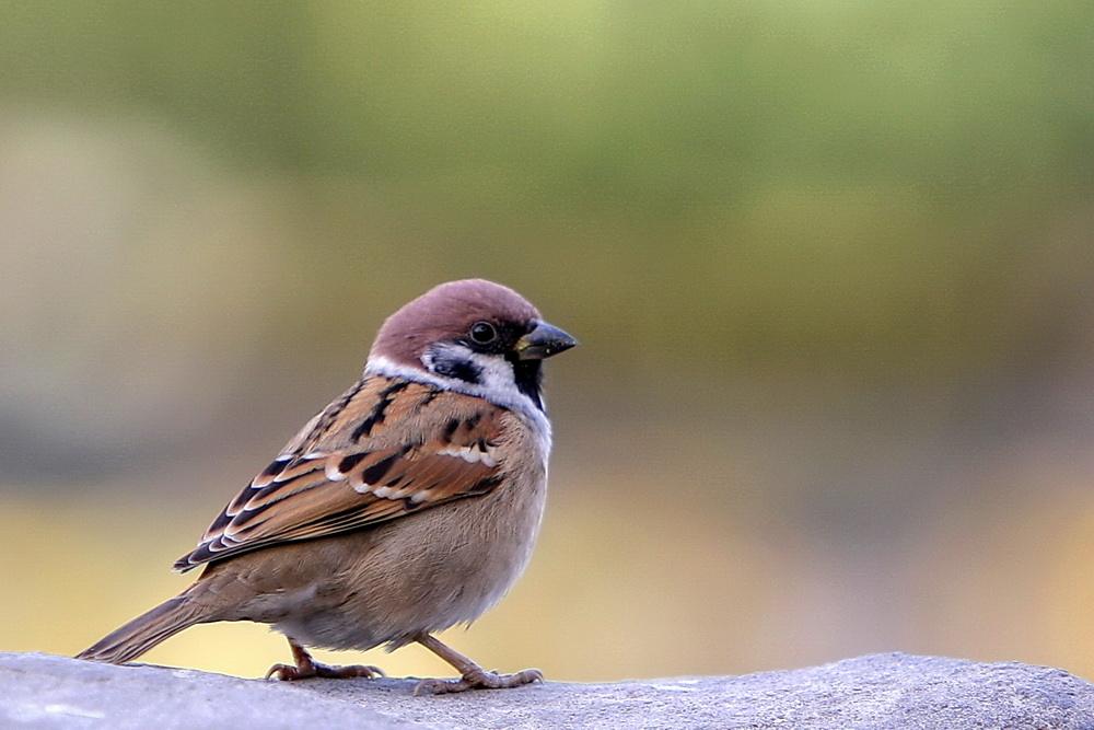 辦公室飛來一隻麻雀的風水好不好?