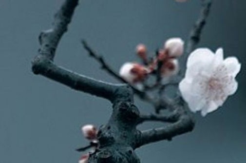 屬羊手機號碼尾數定財運 生肖羊大吉大利的數字