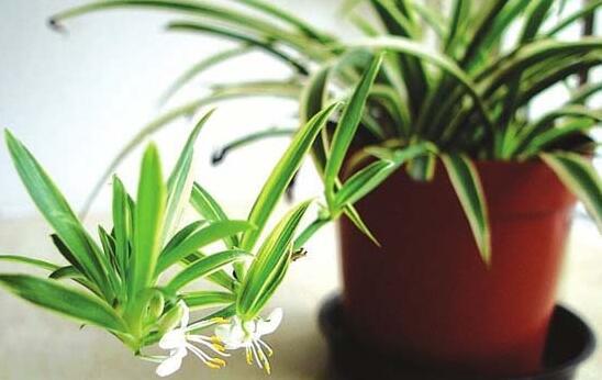 樓房客廳養什麼花最好