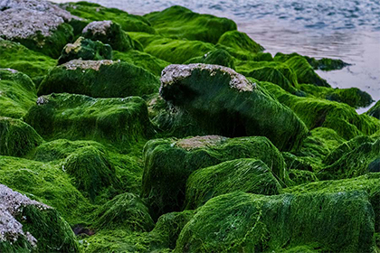 風水中的老虎地怎麼取穴 虎地的真實案例