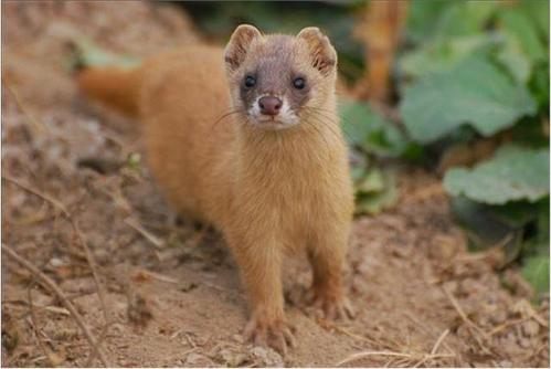 開車路上遇到黃鼠狼是什麼徵兆 關於黃鼠狼的風水