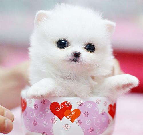 狗上門是吉兆 事業愛情財運皆豐收