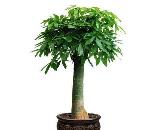 什麼植物凈化空氣最好