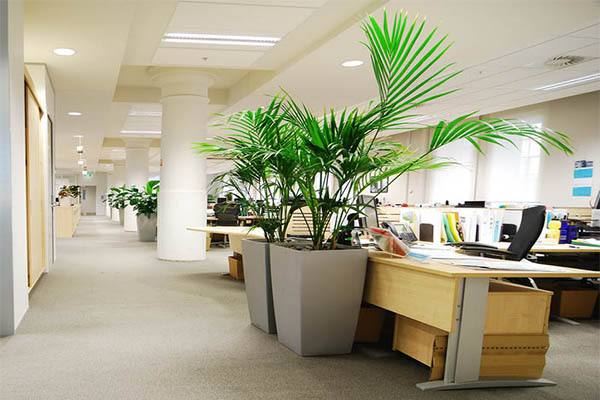 辦公室風水植物擺放