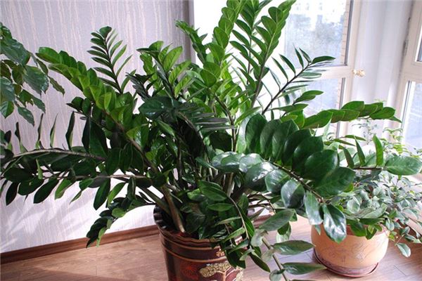 家裡養什麼花好
