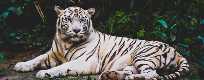 餐廳風水:如何選擇合適的餐桌
