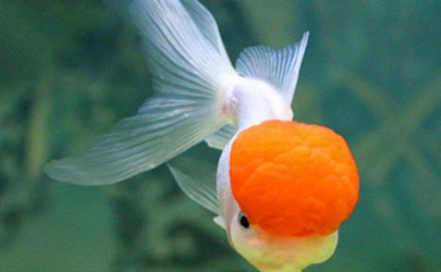 哪些情況植物會帶來霉運