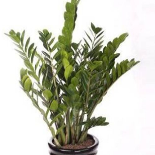 做生意買什麼綠植招財