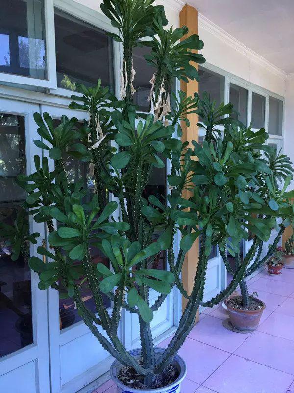 鎮宅綠植花卉哪種好養