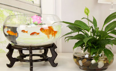 2021年九宮飛星與化解圖詳解