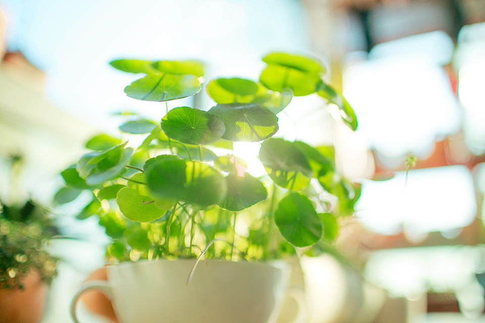 辦公室擺植物風水禁忌大全，植物之間存在相生相剋嗎？