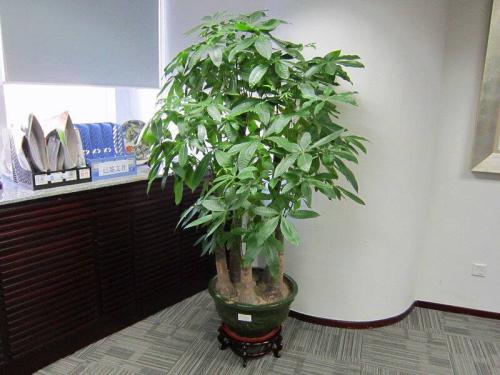 辦公室發財樹的擺放須知 發財樹擺放禁忌