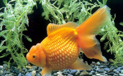 錦鯉養幾條最吉利 代表著什麼寓意