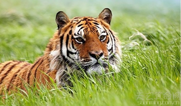 屬虎人出生日的命運    屬虎人比較好命的出生日