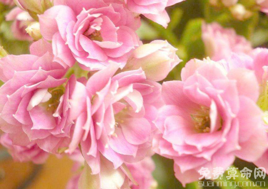 長壽花花語是大吉大利，適合送給自己的長輩