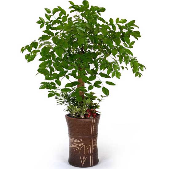 平安類吉祥物品