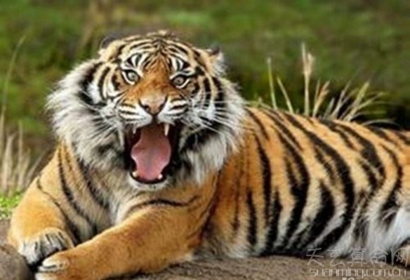 屬虎人出生日的命運    屬虎人比較好命的出生日