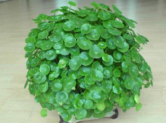 大廳放什麼植物最旺財