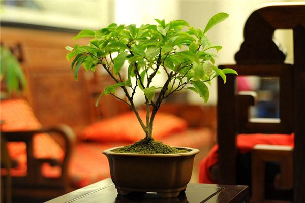 客廳植物擺放風水怎樣