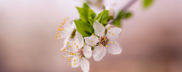 讓你早日摘得桃花歸的婚戀風水