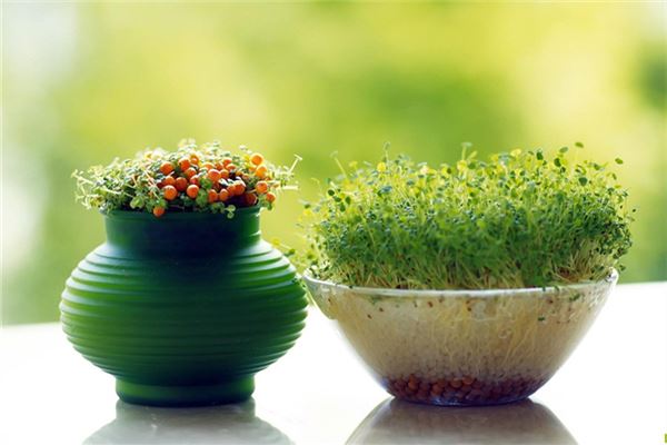 辦公桌擺放風水植物