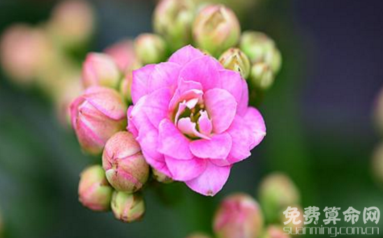 長壽花花語是大吉大利，適合送給自己的長輩