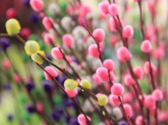 大廳放什麼植物最旺財